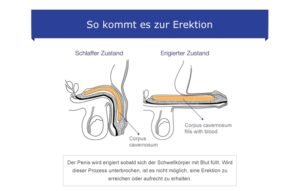 Die Erektion durch sexuelle Erregung