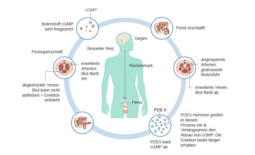 So wirken PDE-5-Hemmer