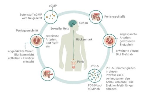 Einfluss von Sildenafil auf die Erektion