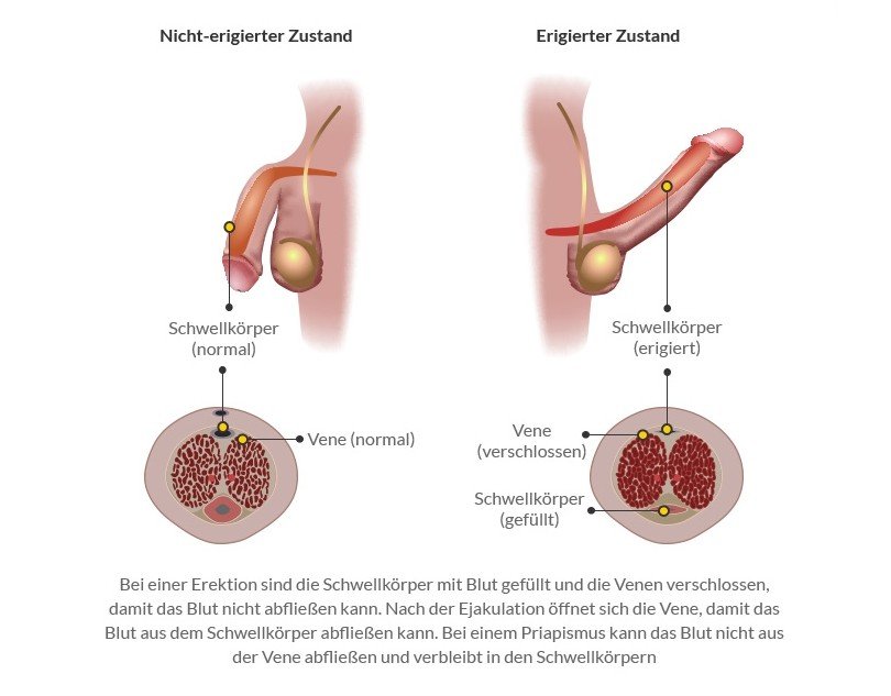 So kommt es zur Erektion