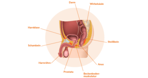 Beckenbereich beim Mann