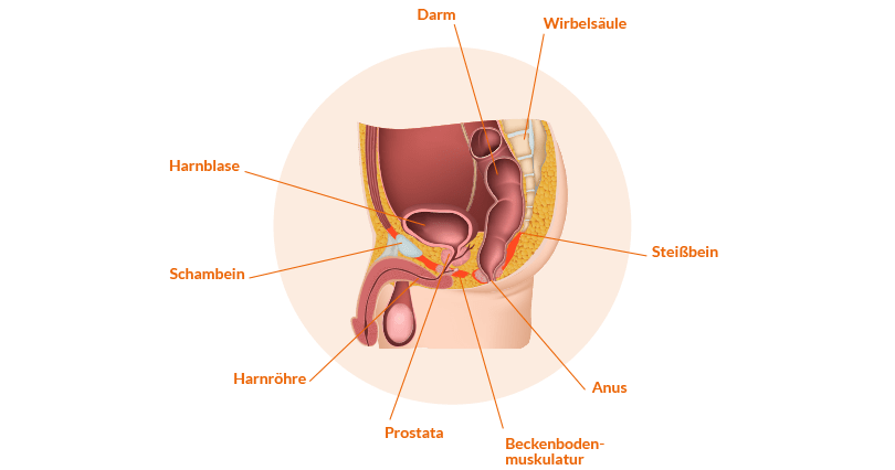 Beckenbereich beim Mann