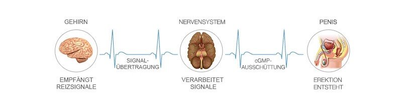 Entstehung einer Erektion